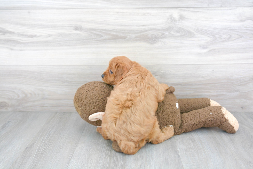 Small Cavapoo Baby