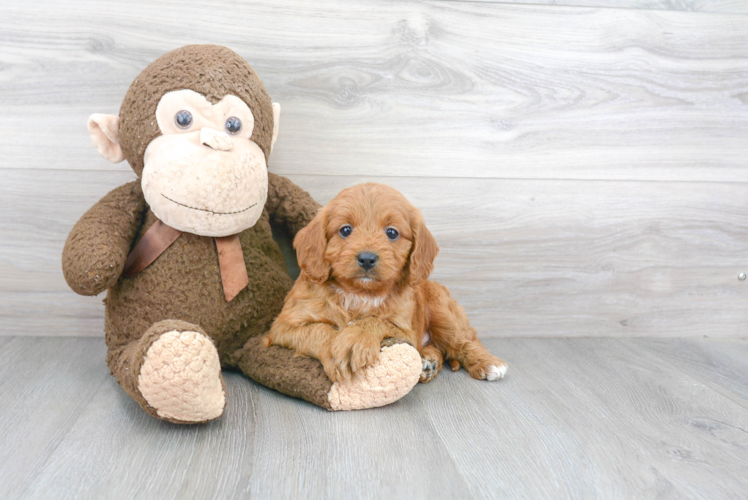 Fluffy Cavapoo Poodle Mix Pup