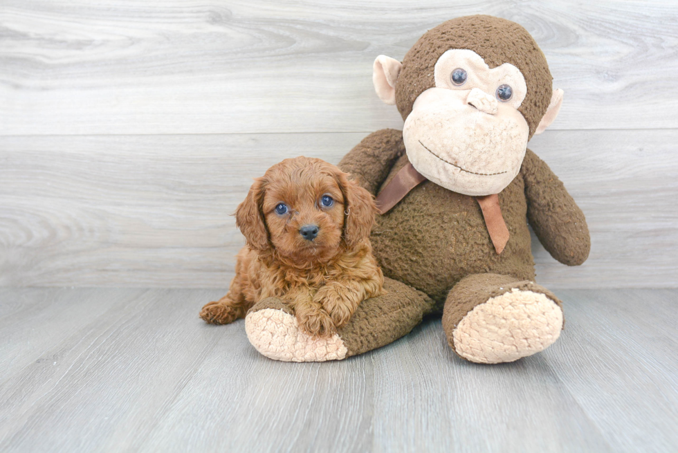 Cavapoo Pup Being Cute