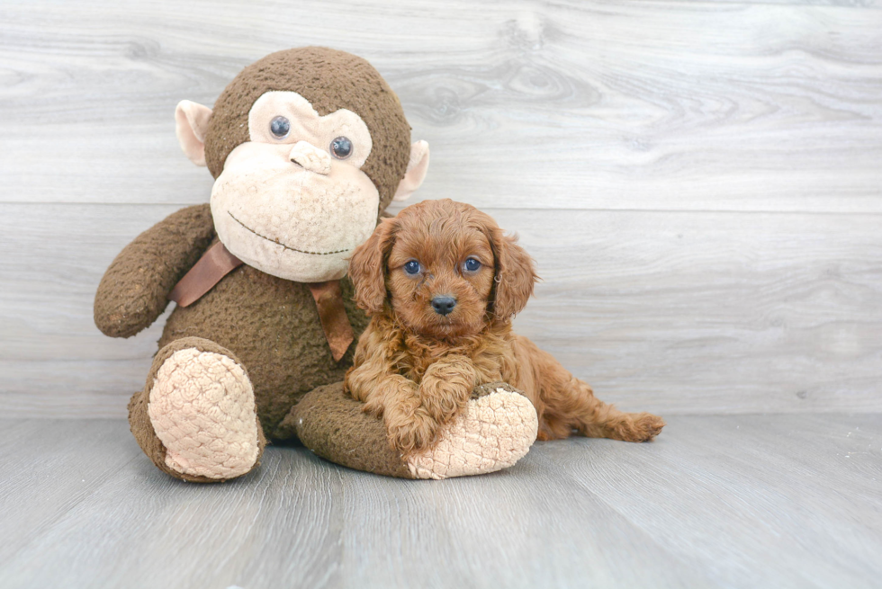 Smart Cavapoo Poodle Mix Pup