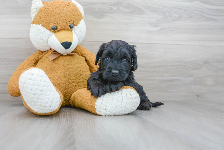 Cavapoo Pup Being Cute