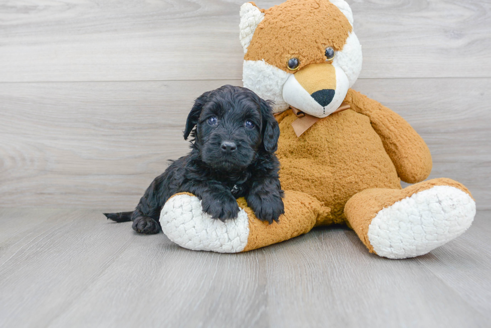 Cute Cavapoo Baby