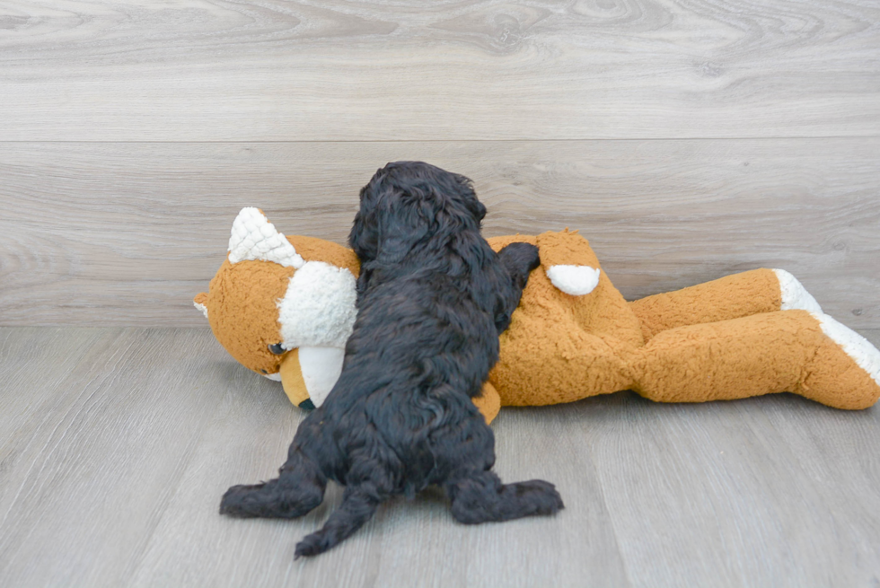 Cavapoo Pup Being Cute