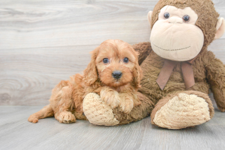 Petite Cavapoo Poodle Mix Pup