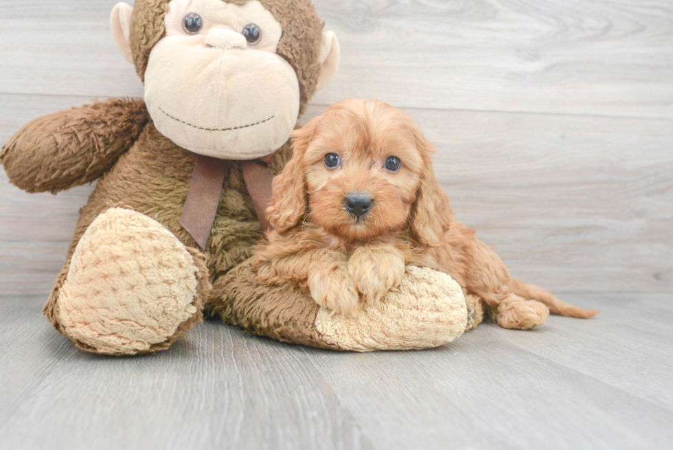 Popular Cavapoo Poodle Mix Pup