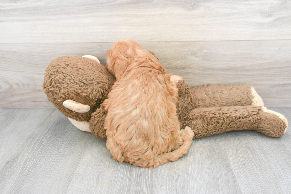 Cute Cavapoo Baby