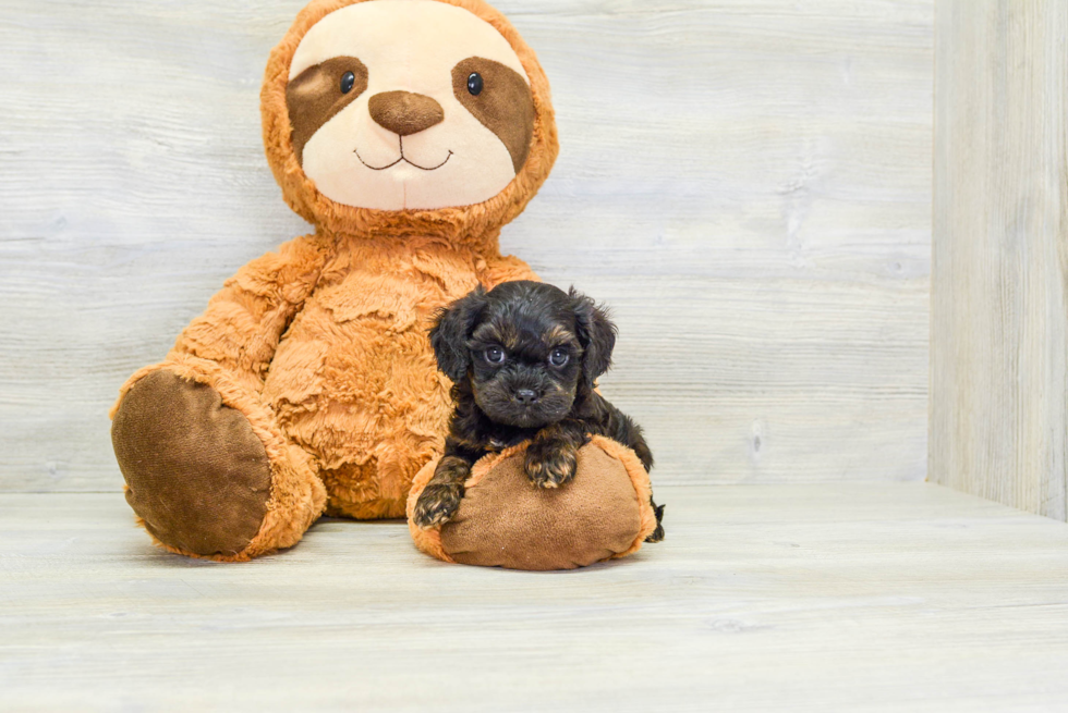 Small Cavapoo Baby