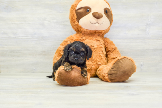 Happy Cavapoo Baby