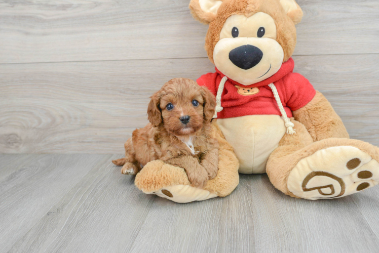 Cute Cavapoo Baby