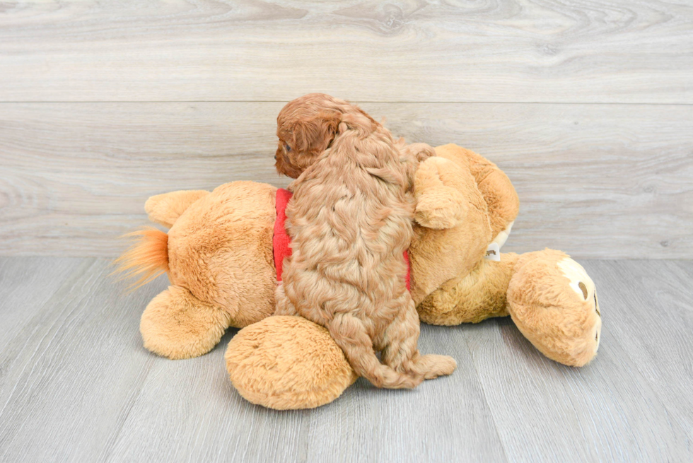 Fluffy Cavapoo Poodle Mix Pup