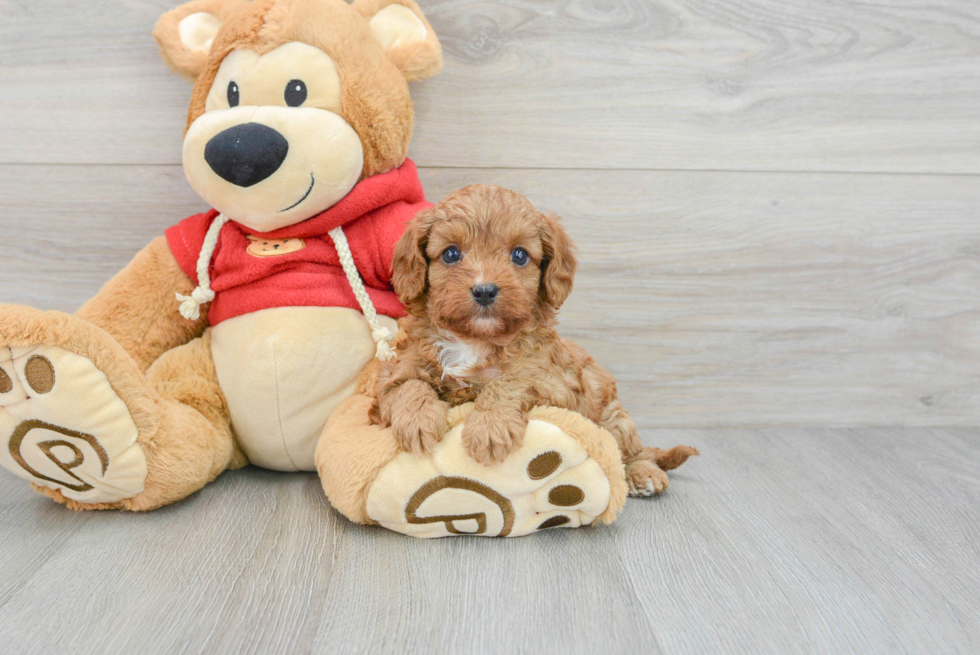 Cavapoo Pup Being Cute