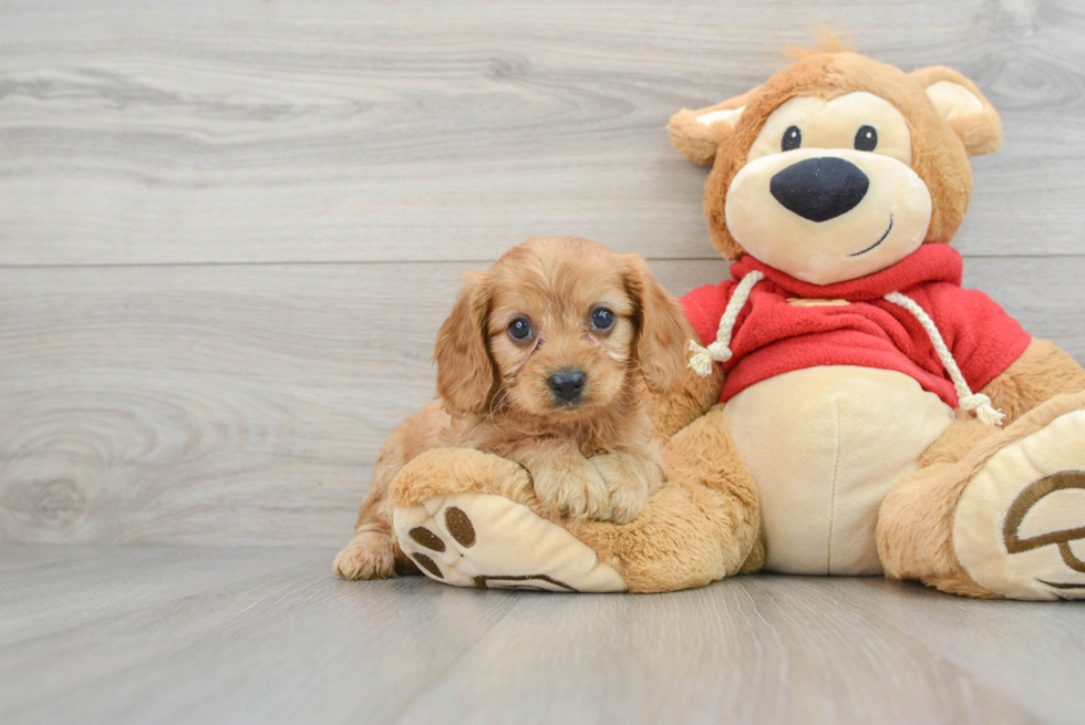 Best Cavapoo Baby