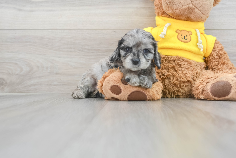Cavapoo Pup Being Cute