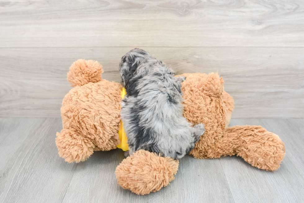 Petite Cavapoo Poodle Mix Pup