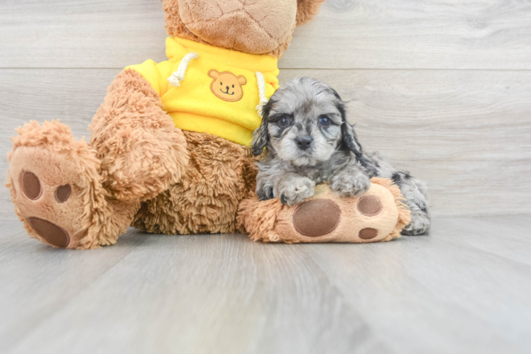 Cavapoo Puppy for Adoption
