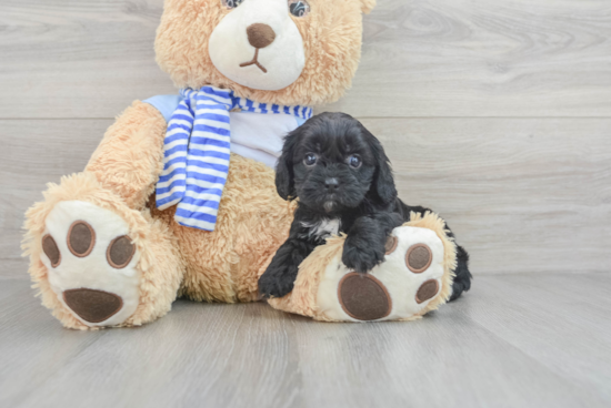 Funny Cavapoo Poodle Mix Pup