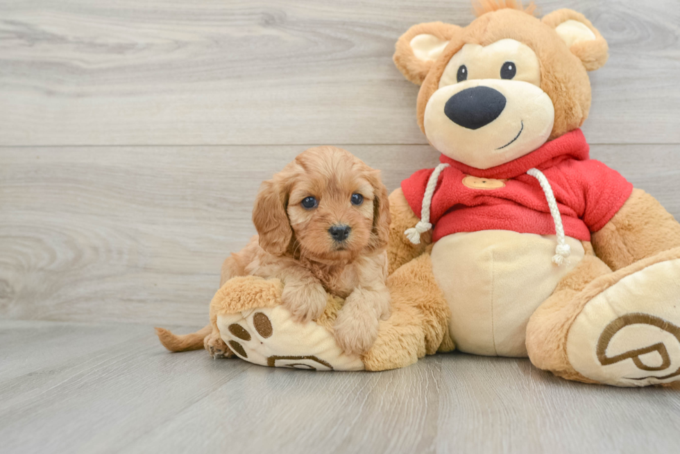 Happy Cavapoo Baby