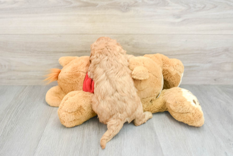 Sweet Cavapoo Baby