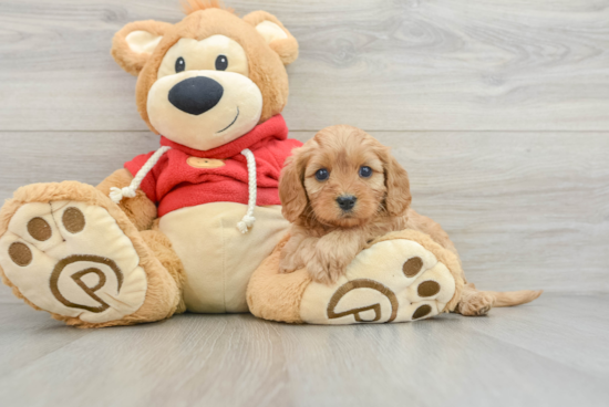 Best Cavapoo Baby