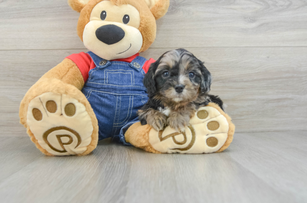 6 week old Cavapoo Puppy For Sale - Premier Pups