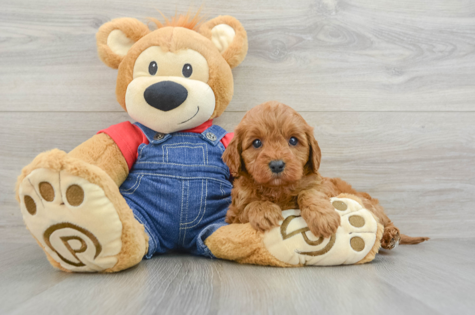 5 week old Cavapoo Puppy For Sale - Premier Pups