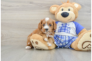 Funny Cavapoo Poodle Mix Pup