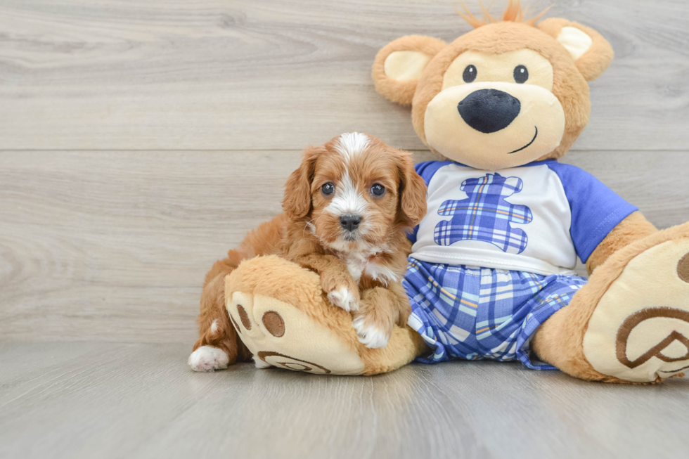 Funny Cavapoo Poodle Mix Pup