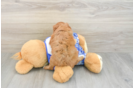 Cavapoo Pup Being Cute