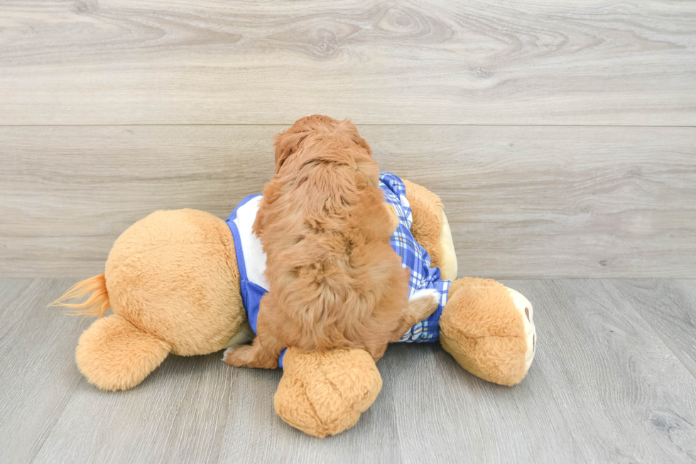 Cavapoo Pup Being Cute