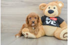 Little Cavipoo Poodle Mix Puppy