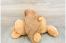 Best Cavapoo Baby