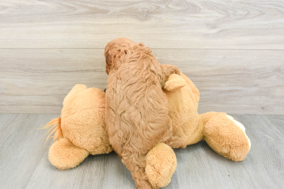 Best Cavapoo Baby