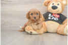 Funny Cavapoo Poodle Mix Pup
