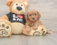 9 week old Cavapoo Puppy For Sale - Premier Pups