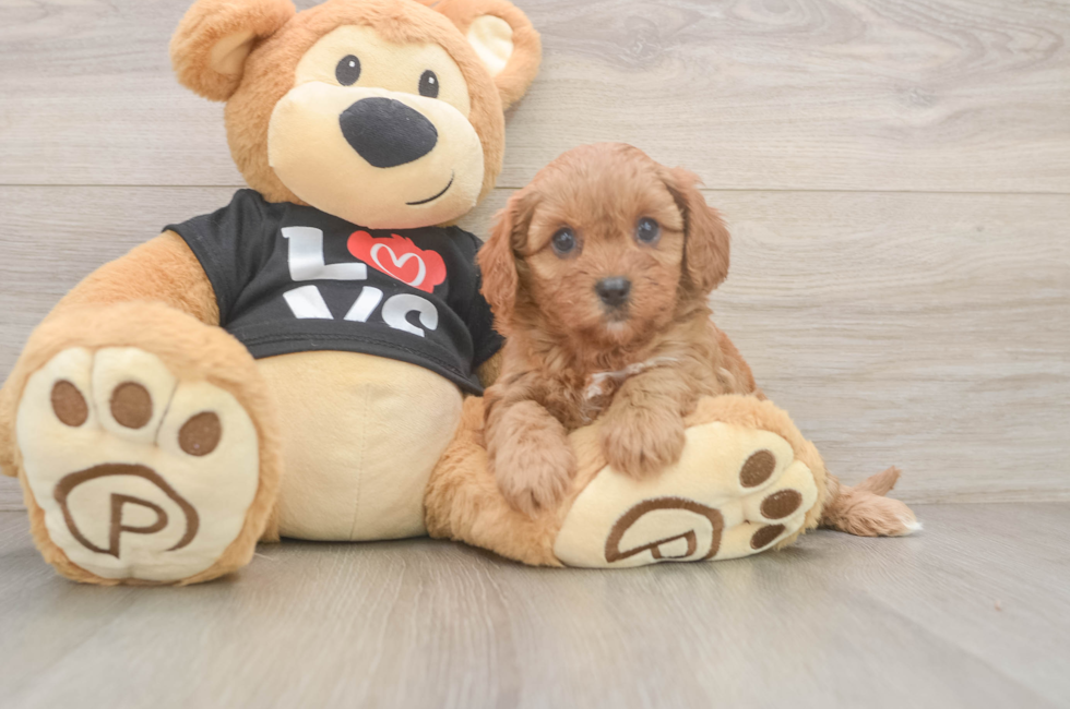 5 week old Cavapoo Puppy For Sale - Premier Pups