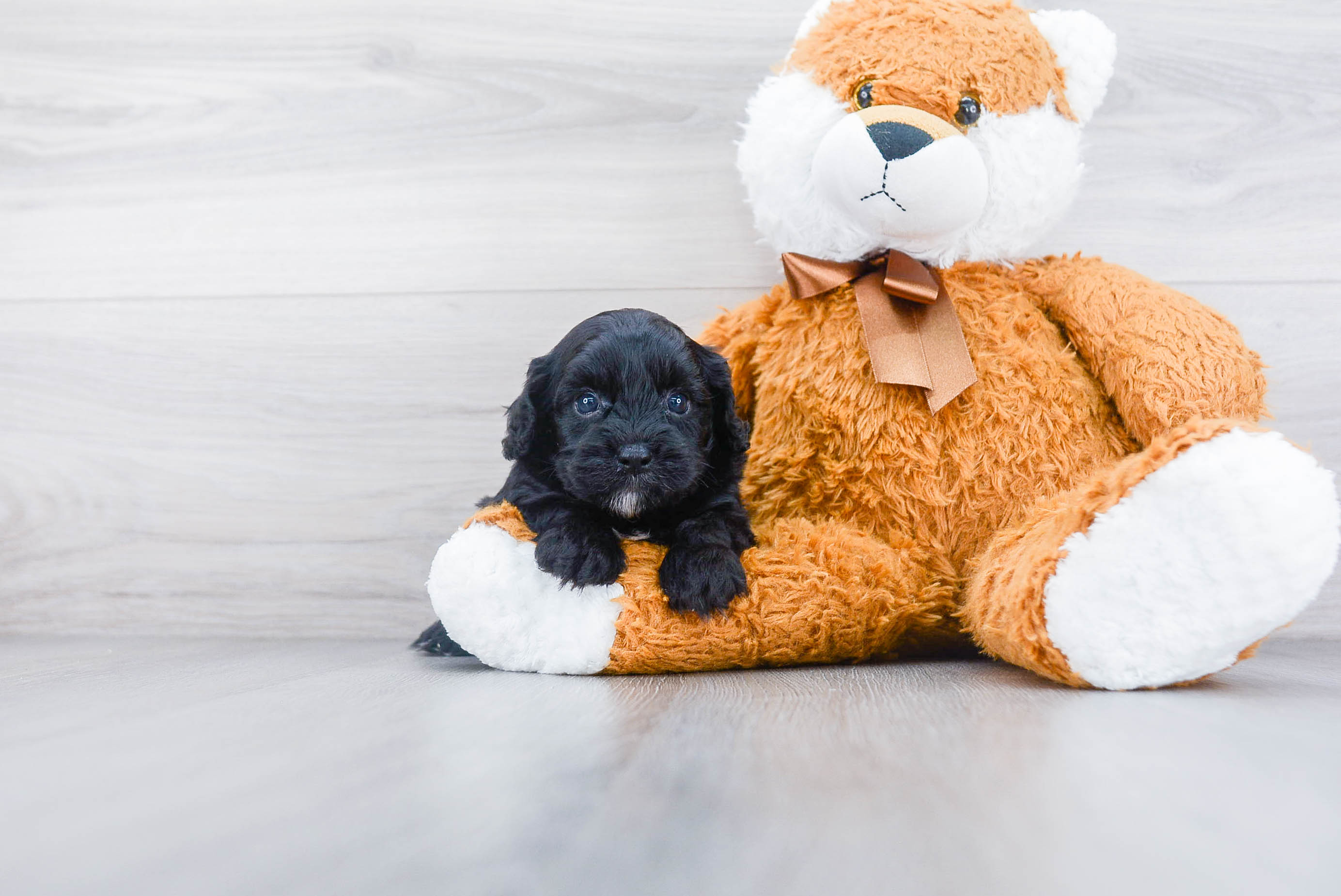 Cavapoo Puppy for Adoption