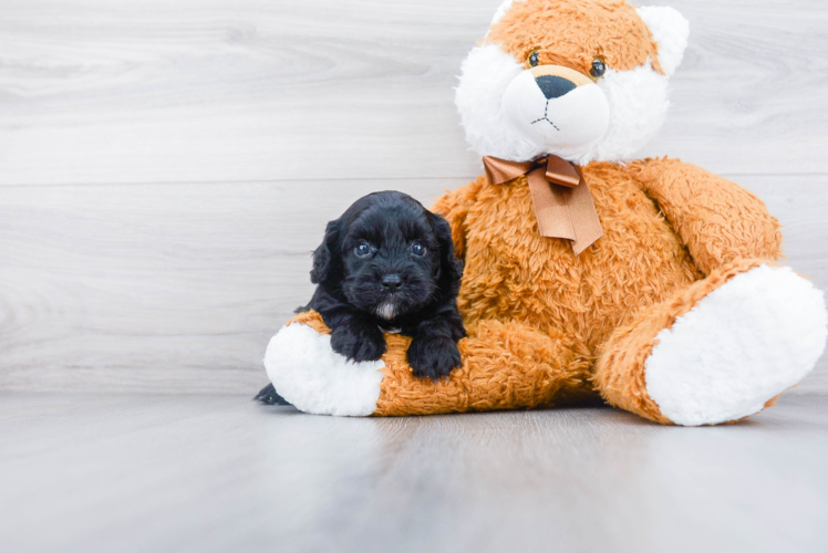 Cavapoo Puppy for Adoption