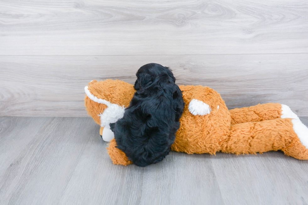 Playful Cavoodle Poodle Mix Puppy