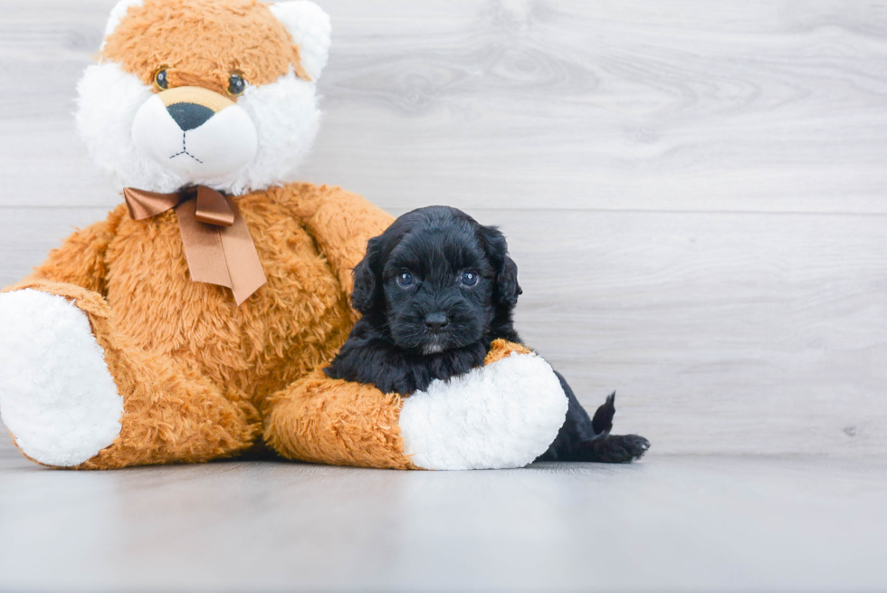 Popular Cavapoo Poodle Mix Pup