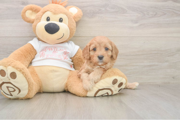 Cavapoo Puppy for Adoption