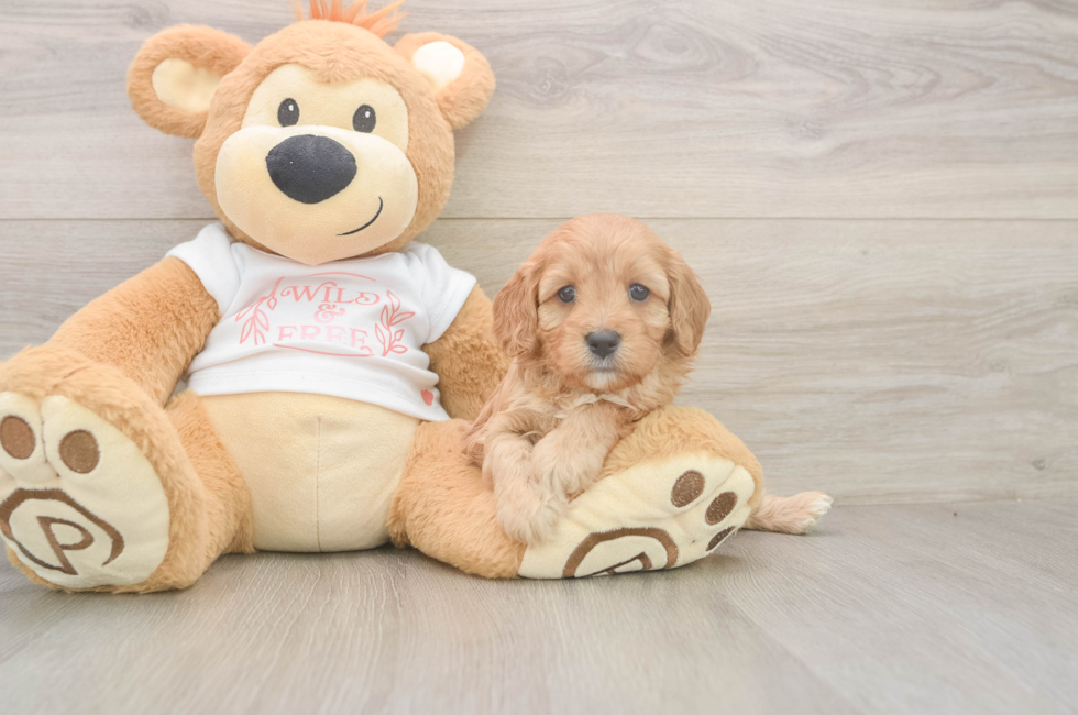 5 week old Cavapoo Puppy For Sale - Premier Pups