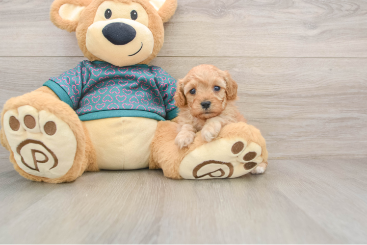 Cavapoo Puppy for Adoption