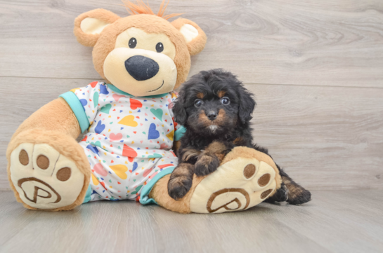 Funny Cavapoo Poodle Mix Pup