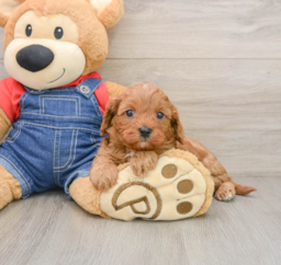 8 week old Cavapoo Puppy For Sale - Premier Pups