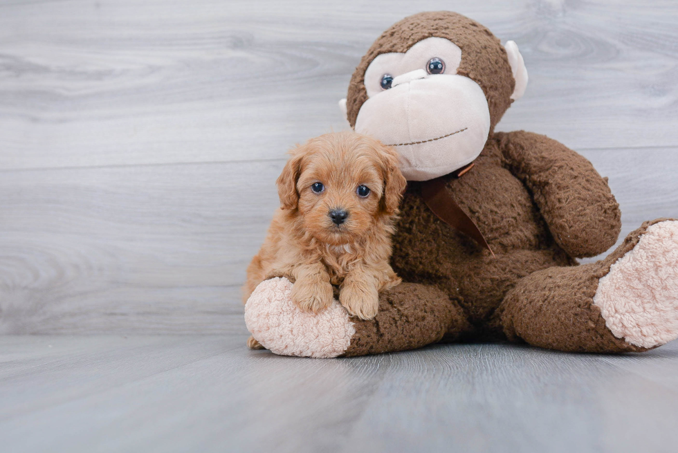 Cavapoo Pup Being Cute