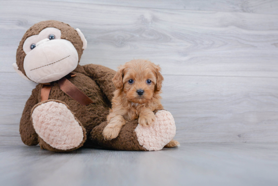 Cavapoo Puppy for Adoption