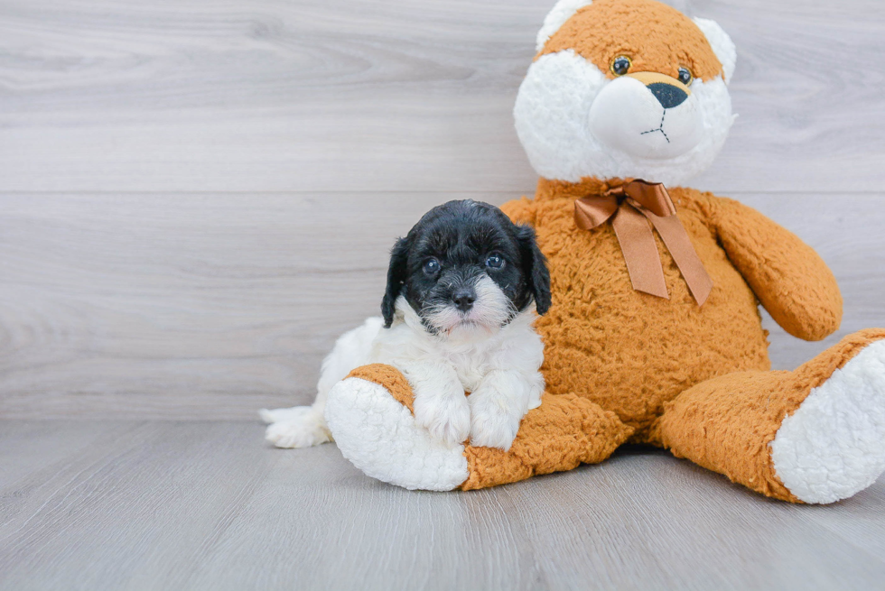 Funny Cavapoo Poodle Mix Pup