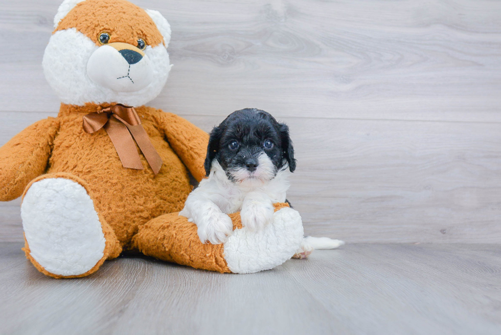 Small Cavapoo Baby