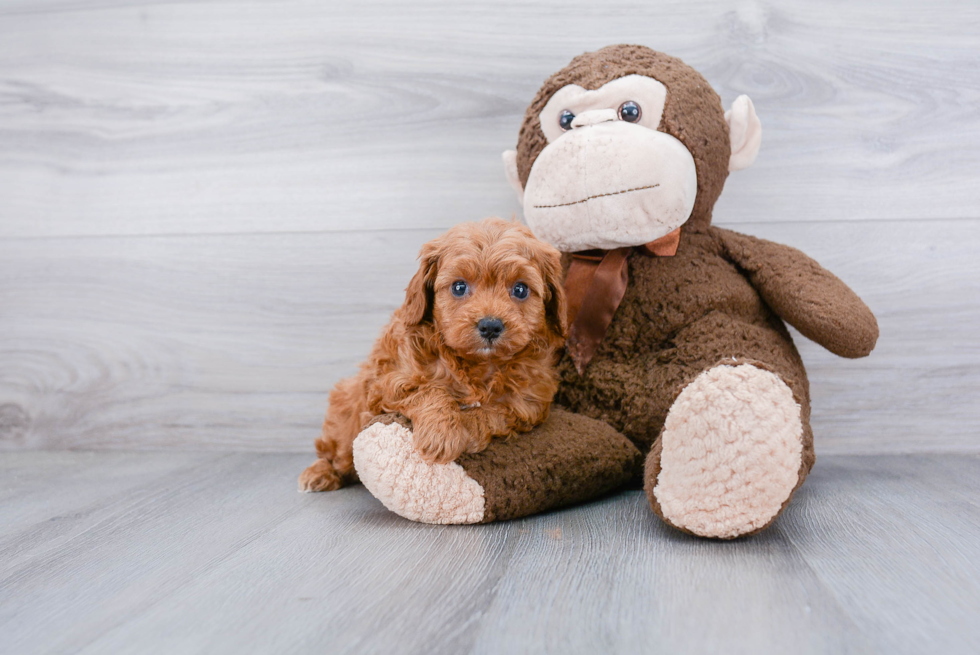 Petite Cavapoo Poodle Mix Pup