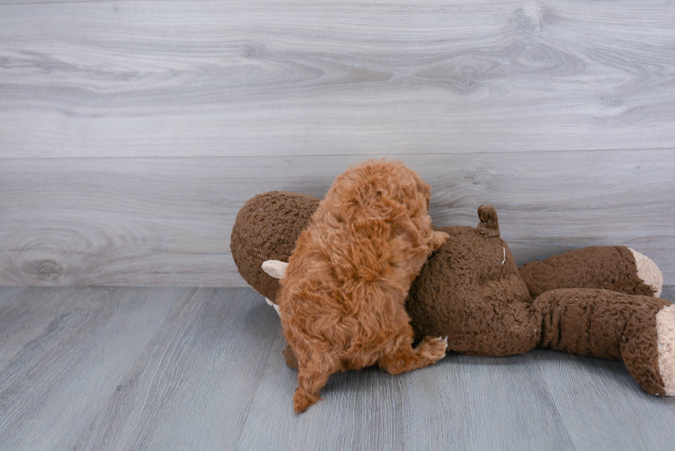 Popular Cavapoo Poodle Mix Pup